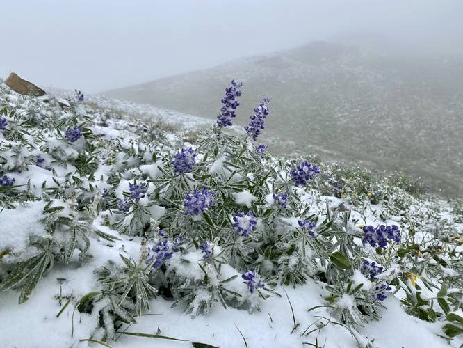 Snow-covered lupine