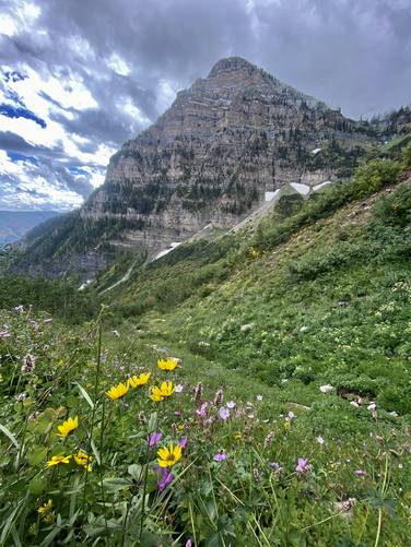 Wildflowers growing on Mt. Timp