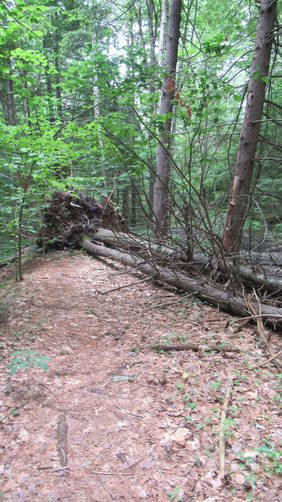 Tree debris on the trail