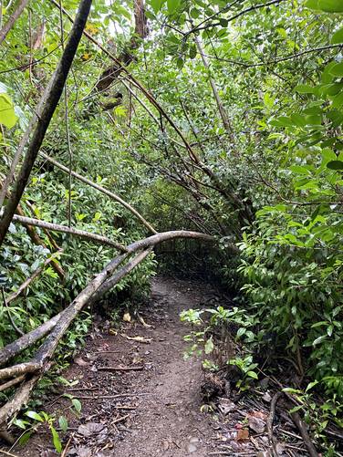 Lush rainforest jungle of the Okohelao Trail