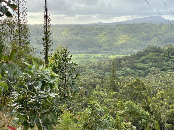 View facing east from powerline vista along Okolehau Trail