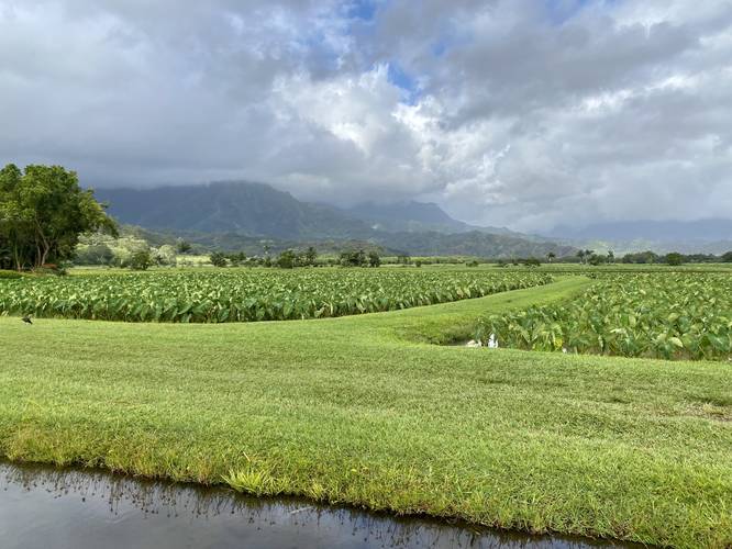 Taro growing in fields within the Hanalei National Wildlife Refuge with massive mountains in the background