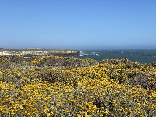 Beautiful yellow wildflowers in the foreground of the Pacific Ocean and sea cliffs