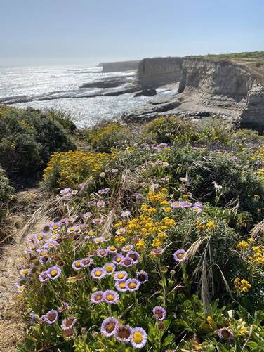 Sea cliffs and wildflower view