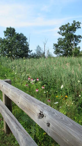 Wildflowers grow in abundance along the Marsh trail