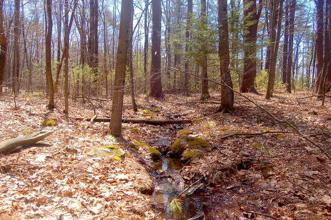 Pemberton Memorial Forest Trail default picture