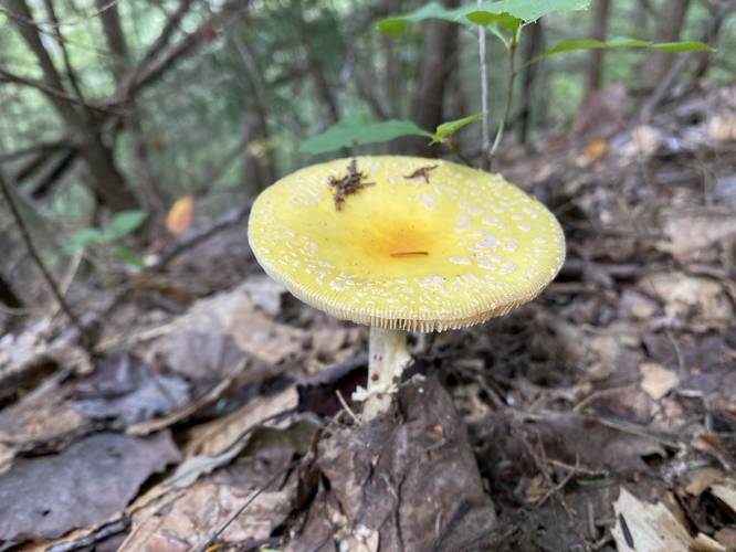 Yellow fly agaric mushroom