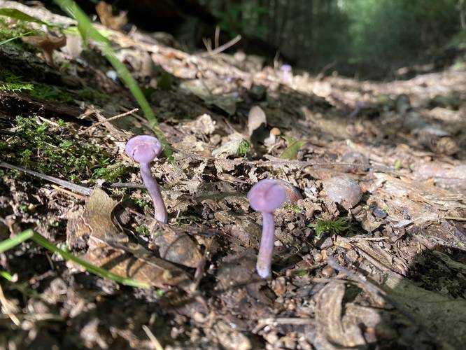 Purple mushrooms
