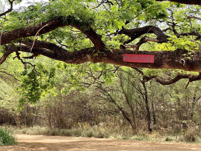 Monkeypod Tree at Polihale State Park aka "Ghost tree"