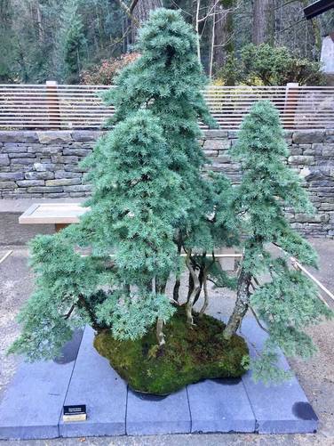 250 year-old bonsai