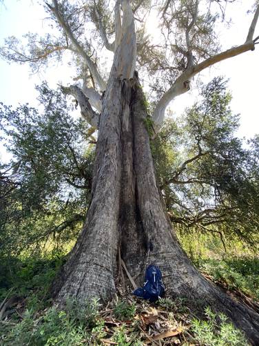 Old-growth eucalyptus tree 