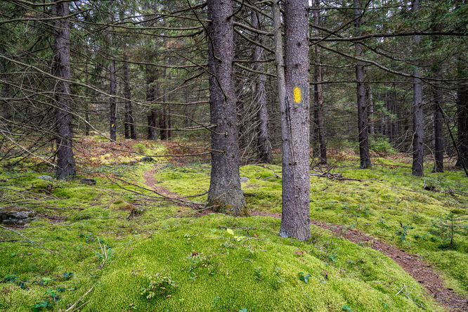Quehanna Wild Area - 10 Trail Loop default picture