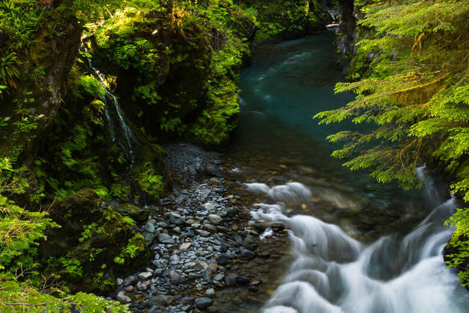 Quinault River Trail - Quinault River Trail to ONeil Camp album