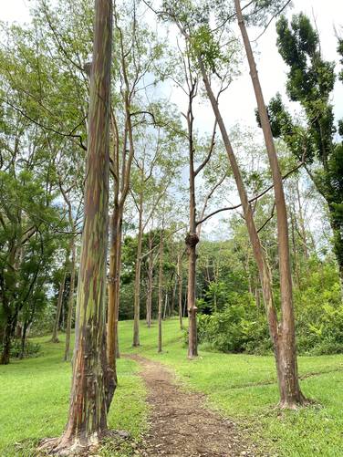 Rainbow Eucalyptus along the trail at Keahua Arboretum