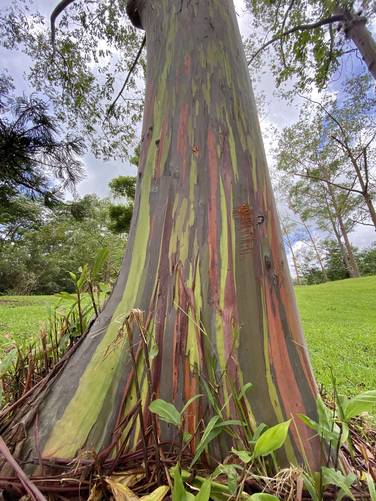 Rainbow Eucalyptus at Keahua Arboretum