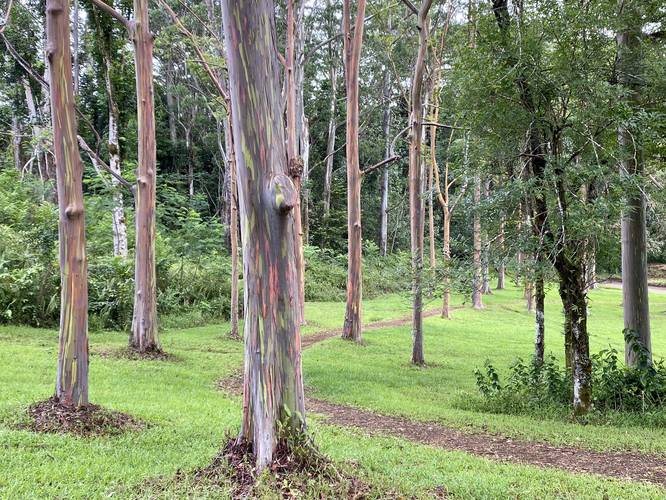 Rainbow Eucalyptus along the trail at Keahua Arboretum