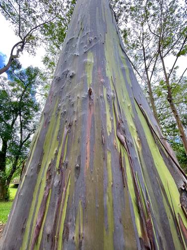 Rainbow Eucalyptus at Keahua Arboretum