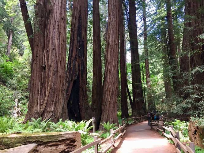 Redwood Creek Trail
