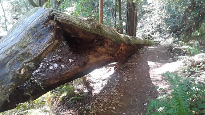 Redwood Nature Trail default picture