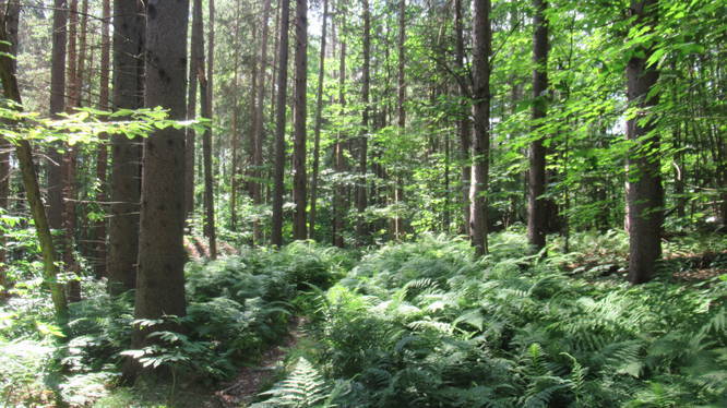 Forest and ferns