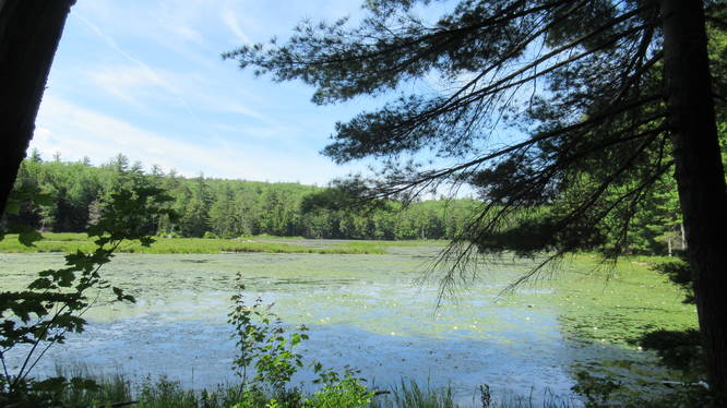 Views along Black Fox Pond Trail