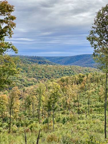 Foliage of Potter County's mountain tops from the summit of Stony Peak