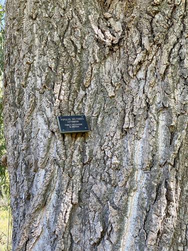 Old-growth cottonwood tree