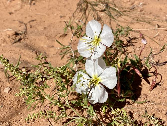 Desert Primrose wildflower