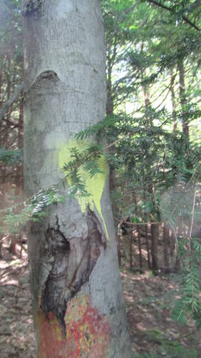 Walker Trail blaze marker on tree