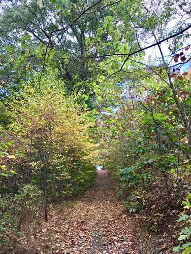 Foliage along the trail heading toward the western vista