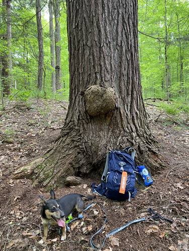 Mother Tree (~240 to 250 year old old-growth Eastern Hemlock); 121.5 inches circumference