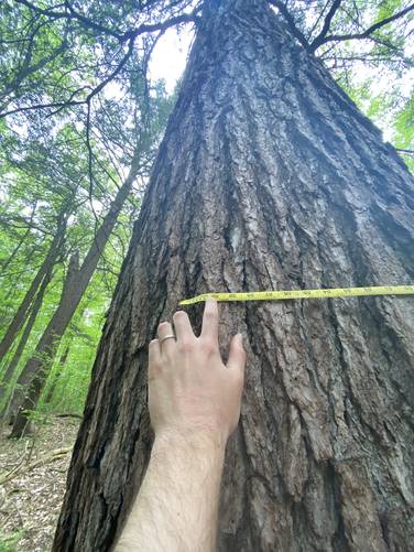 Measuring the Mother Tree old-growth Eastern Hemlock (~240 to 250-years old)