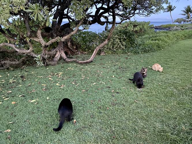 Lots of feral cats along the Wailea Beach Path before sunrise