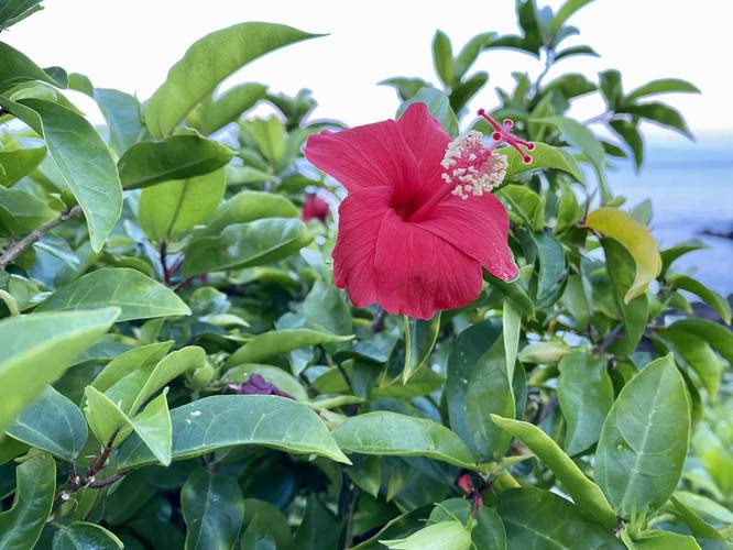 Hibiscus clayi / Koki'o 'Ula (endangered and endemic to Kauai, found only in nature within the Nounou Mountains) 